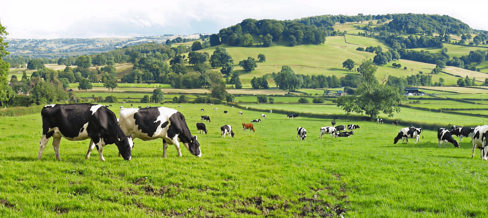 Step 1: Farm Layout Assessment and Livestock Behavior Analysis