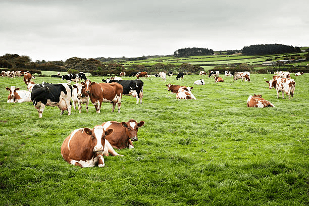 Step 3: Livestock Health and Behavior Monitoring AI
